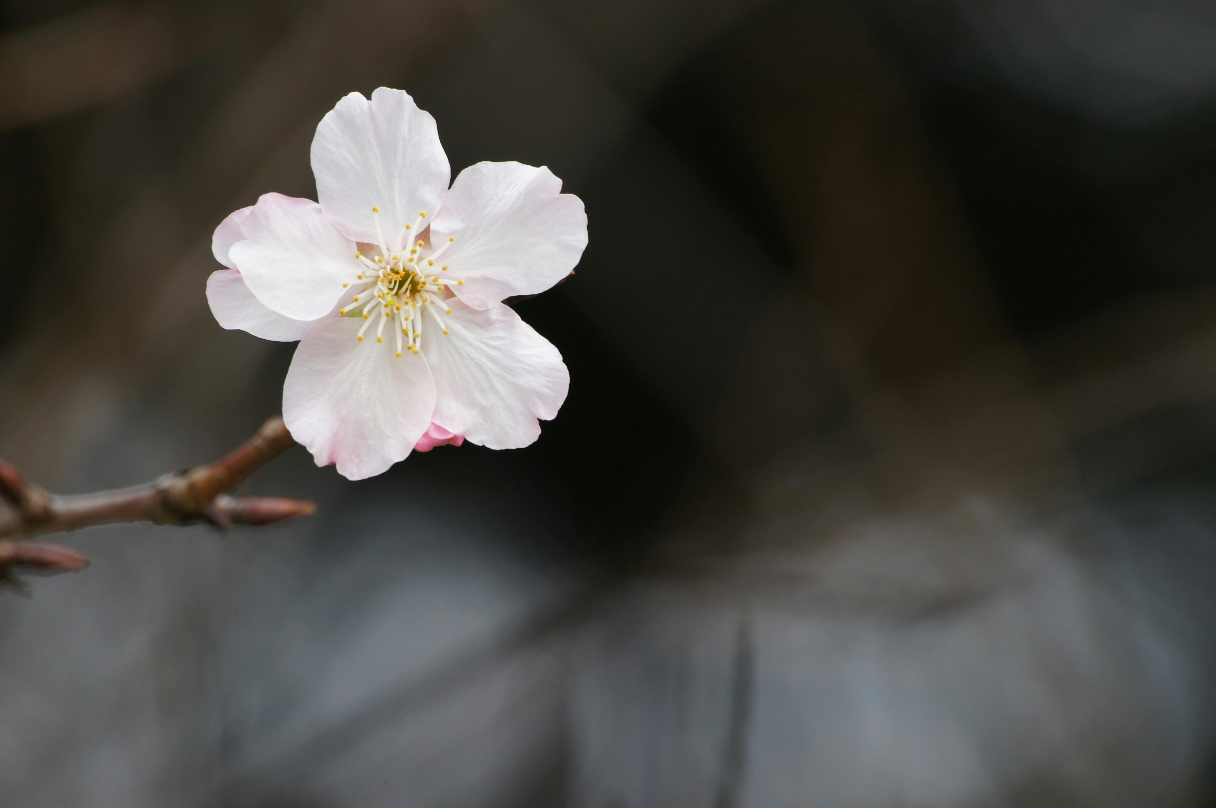 This pair, emerging from the same source yet named differently